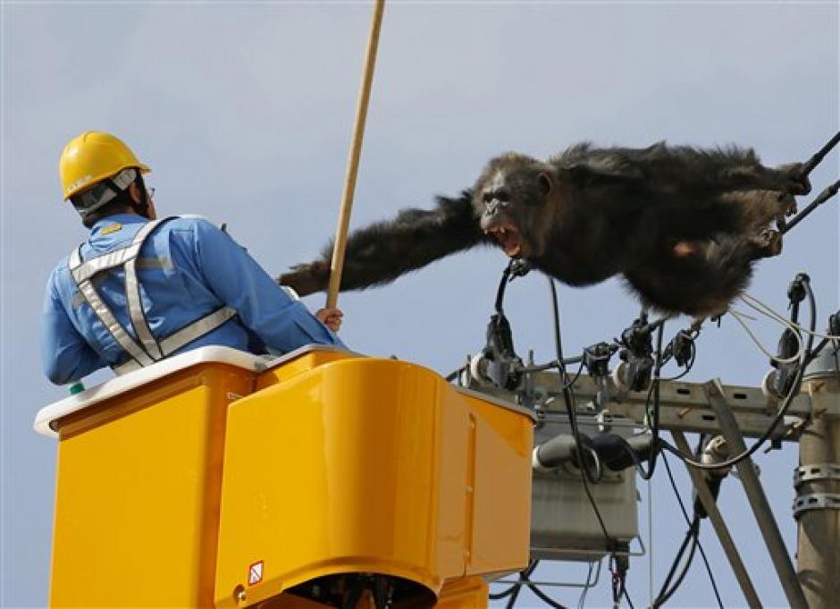 El chimpancé llamado "ChaCha" se fugó un par de horas de un zoológico en Japón. (Foto: cnnespanol.cnn.com)