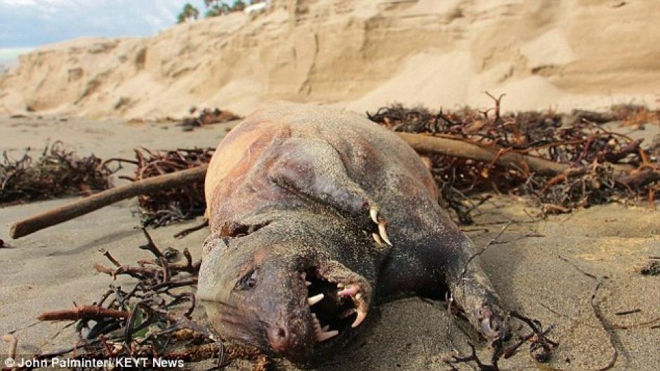 La criatura misteriosa, sin pelo y con dientes y garras muy afiladas, fue encontrada en la playa de Santa Bárbara, tras una tormenta.
