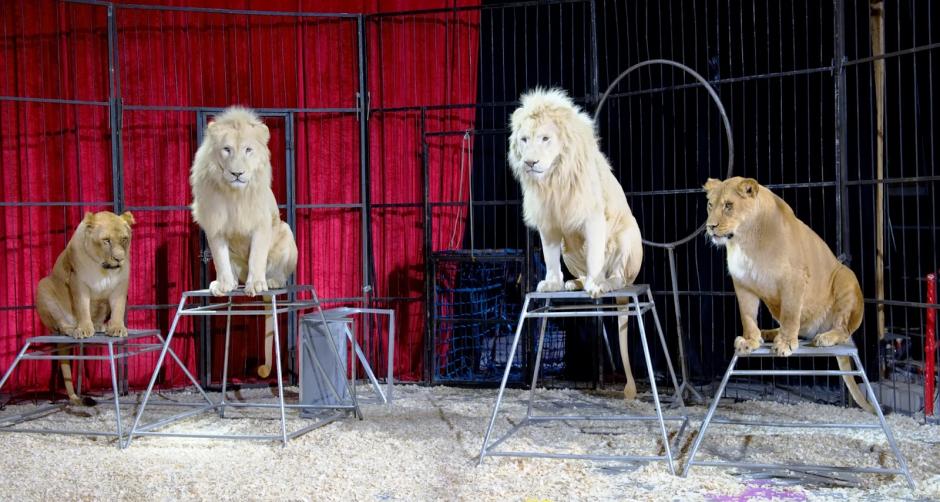 México aprobó una ley que prohibe el uso de animales en los espectáculos de circo. (Foto: ExpoKnews)