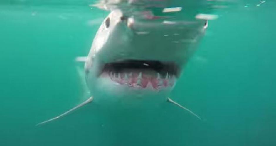 Un tiburón blanco se come una ballena muerta.