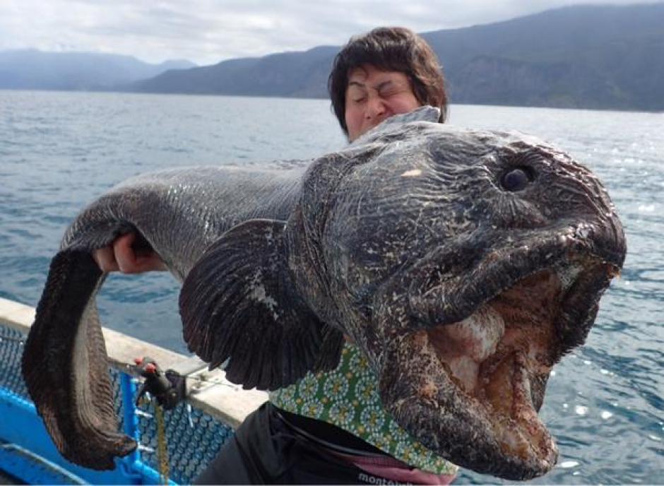 Un pezcador japonés capturó un extraño ejemplar de pez lobo. (Foto: hirahiroro)