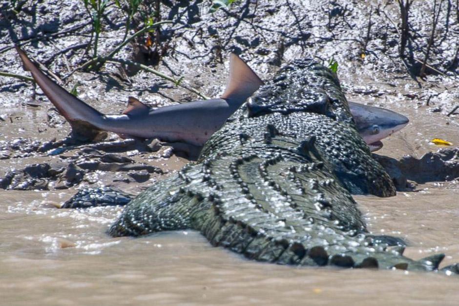 Una batalla insual entre un cocodrilo y un tiburón fue captada por el lente de un fotógrafo aficionado (Foto: Andrew Paice)