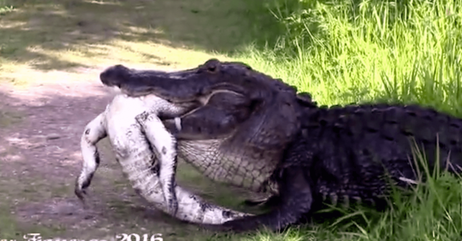 Este cocodrilo en Florida fue captado en video cuando devoraba a otro más pequeño, te advertimos que las imágenes son fuertes. (Foto: captura de YouTube)