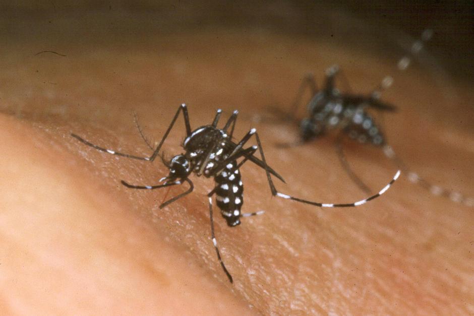 Costa Rica confirmó este viernes el primer caso del virus Chicungunya; una turista francesa es la contagiada (Foto: Archivo)