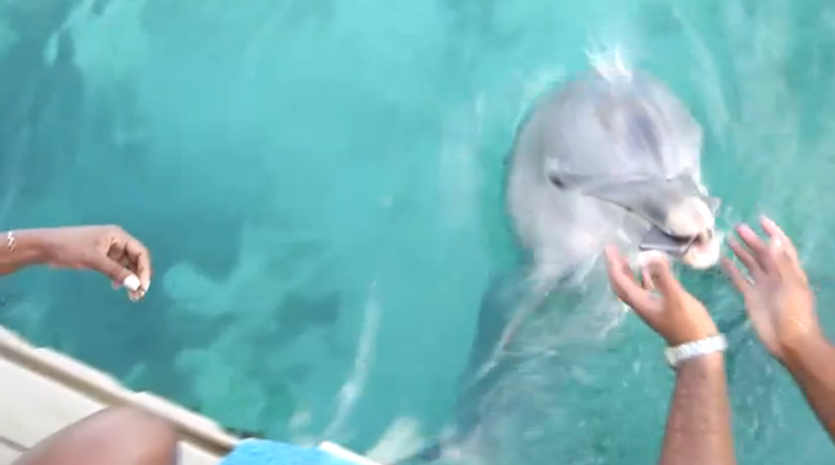 Delfin recupera el teléfono de una mujer. (Foto: Youtube)&nbsp;