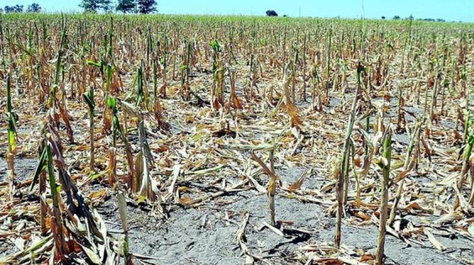 Las plantaciones más afectadas son las de maíz. (Foto: Unión Yucatán)&nbsp;