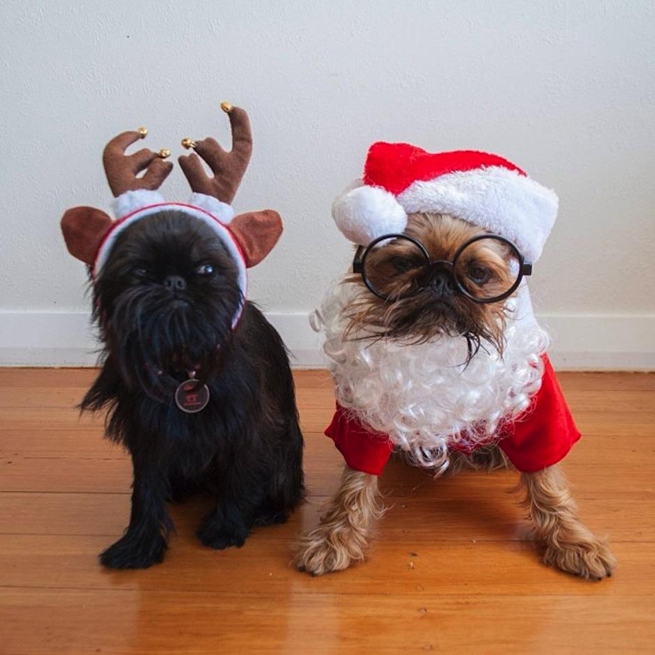 Digby y Alo son dos bebés de Nueva Zelanda, que gozan de un gran espíritu navideño. Síguelos en @digbyvanwinkle. (Foto: Instagram)&nbsp;