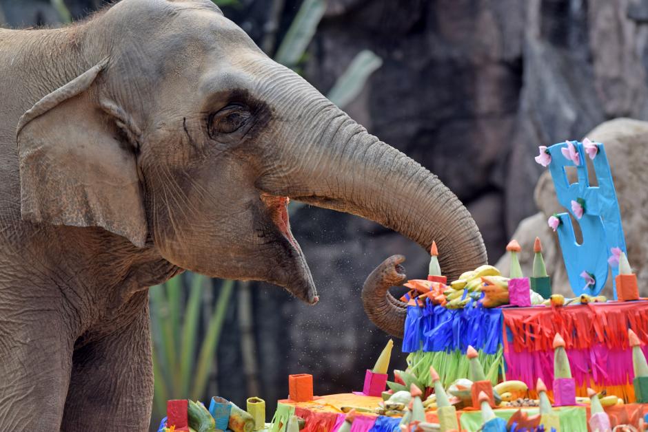 Los empleados del Zoo La Aurora le regalaron un pastel de cumpleaños a "Trompita". (Foto: Esteban Biba/Soy502)&nbsp;