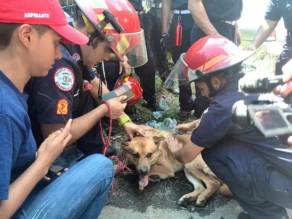 Bomberos Municipales brindan primeros auxilios a perrito recién rescatado. (Foto: Pet Rescue Guatema)&nbsp;