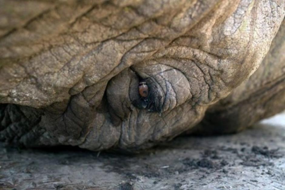 La ONG "WildLife SOS" comprobó que Raju, el elefante, era maltratado, y logró que un juez ordenara su liberación.