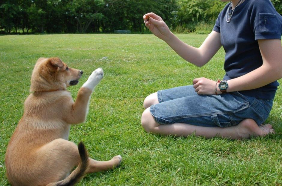 Aunque es posible entrenar a un perro desde el temor y la rigidez, no es la mejor opción para que aprenda. (Foto:&nbsp;perrosamigos.com)
