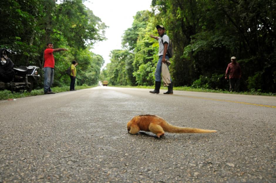 La especie de oso hormiguero fue localizada en una carretera. &nbsp;(Foto: &nbsp;Rony Fidel Bac/Nuestro Diario)&nbsp;