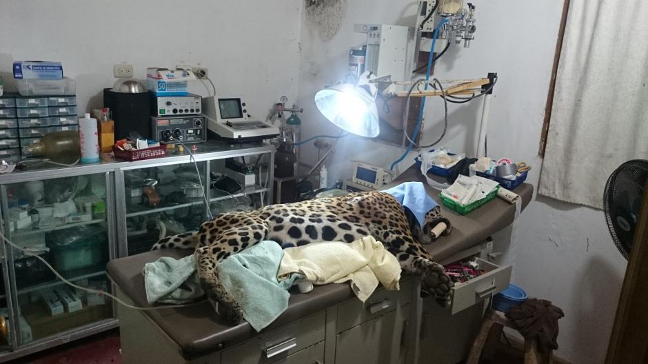 Al jaguar macho se le colocó anestesia y suero y se le abrigó para darle calor antes de su fallecimiento. (Foto: Facebook: ARCAS).