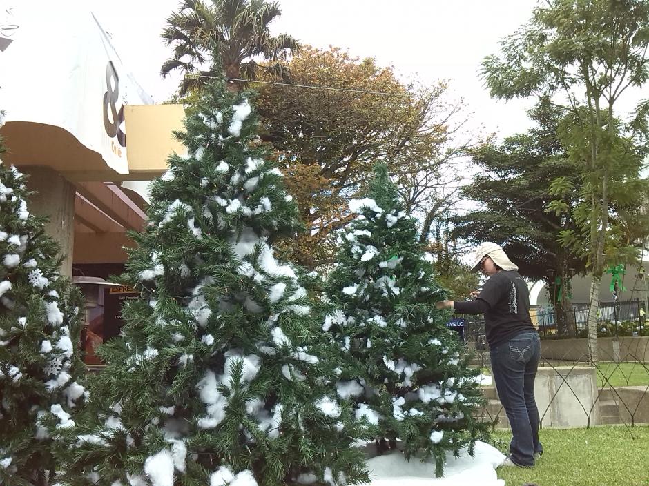 El parque Centenario también es otro de los que albergarán varias actividades navideñas. Esta trabajadora coloca los últimos detalles a los árbolitos que le darán realce al lugar. (Foto: Fredy Hernández/Soy502)