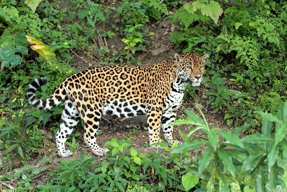 El jaguar es uno de los animales que están en peligro de extinción en Guatemala, y la Reserva de la Biosfera Maya se ha convertido en un santuario donde puede sobrevivir. (Foto: Conap)