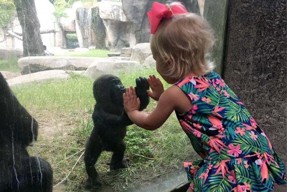 El encuentro entre Gus y Braylee ha conmovido a los usuarios de Facebook que han compartido y comentado la foto miles de veces (Foto: Fort Worth Zoo)