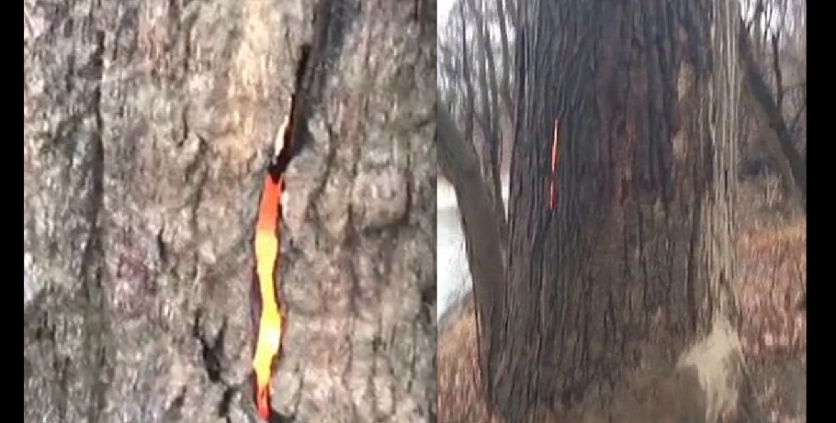 Este árbol causó pánico a caminantes que atravesaban el bosque, ya que se estaba quemando por dentro, sorprendidos lo apodaron como "El árbol del diablo". (Foto: Youtube)&nbsp;