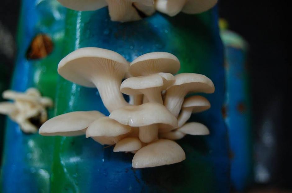 Los hongos ostra son totalmente comestibles, ya que están cultivados con materia orgánica. (Foto: Fungifood)&nbsp;