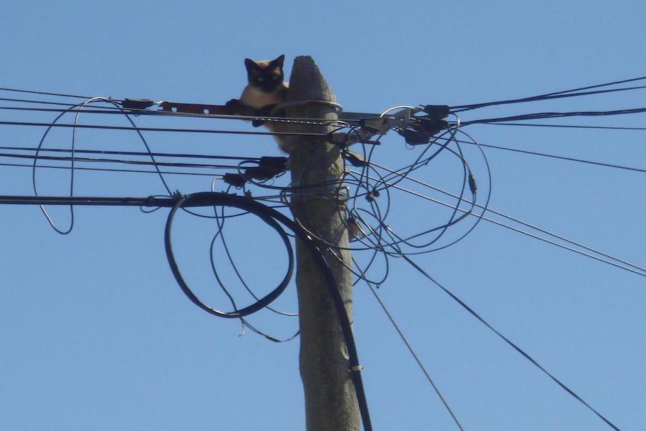 Inexplicablemente, el gato llegó a la punta del poste de donde no pudo bajar. (Imagen Ilustrativa/Pascoalita)