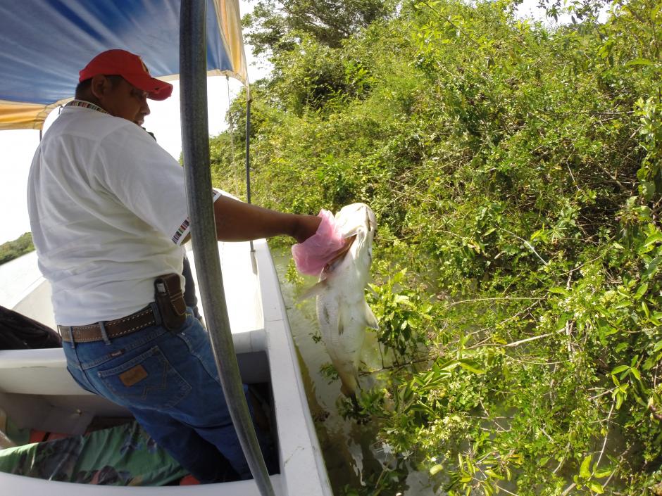 Pescadores de la zona realizaron las labores de limpieza contratados por la empresa palmicultora, Repsa. (Foto: Roberto Caubilla/Soy502)
