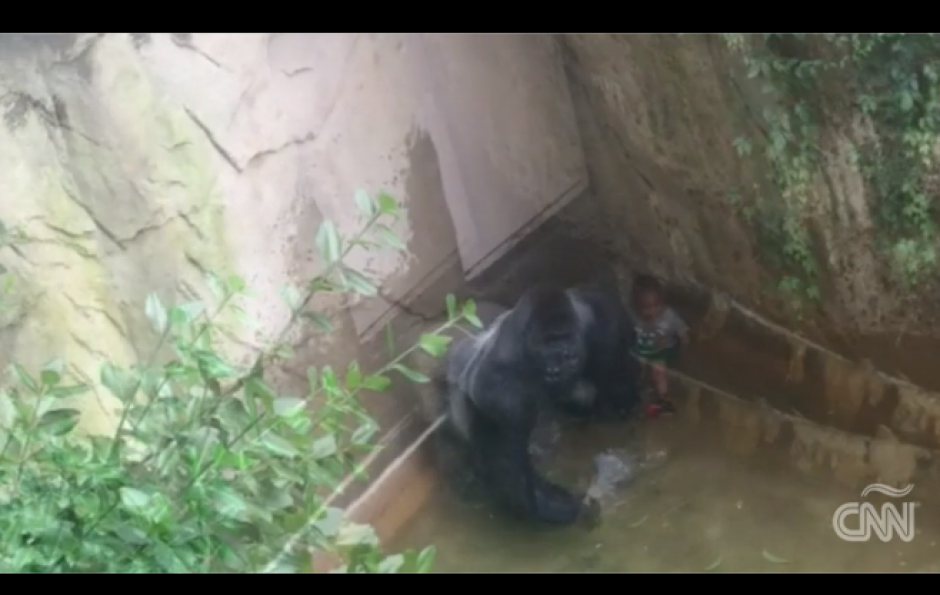 El accidente ocurrió el fin de semana en el Zoológico de Cincinnati. (Foto: Video CNN)