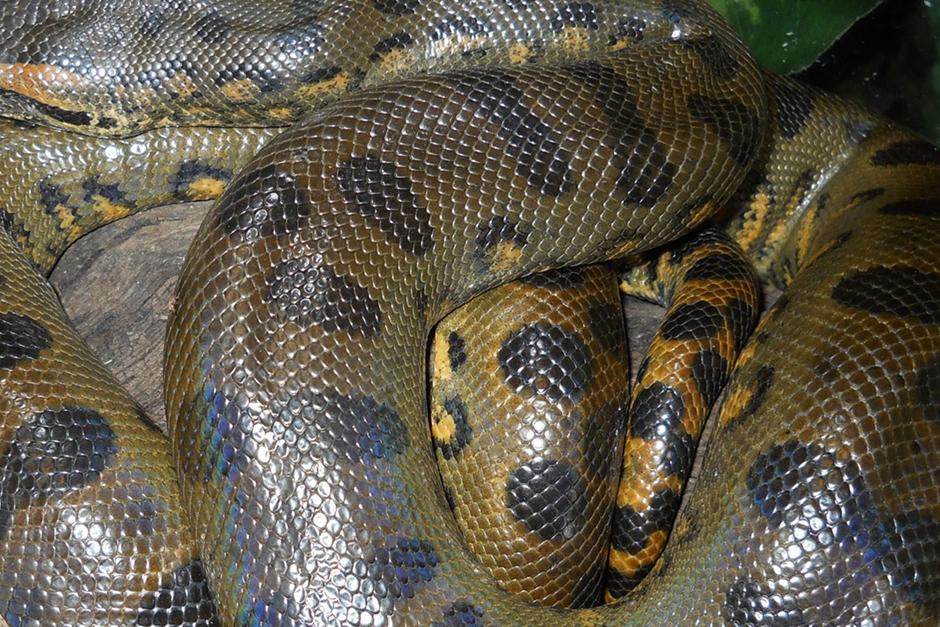 Una serpiente enorme fue partida en dos y adentro se encontró a una del mismo tamaño. (Foto: theradzoo.com)