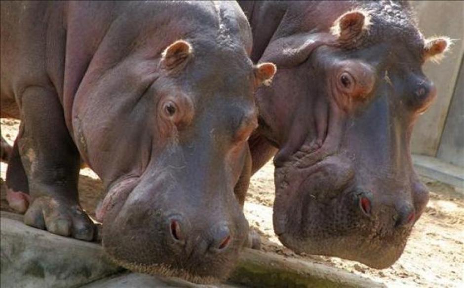 Dos hipopótamos de la finca que pertenecía al narcotraficante colombiano, Pablo Escobar, fueron esterilizados. (Foto: lainformacion.com)