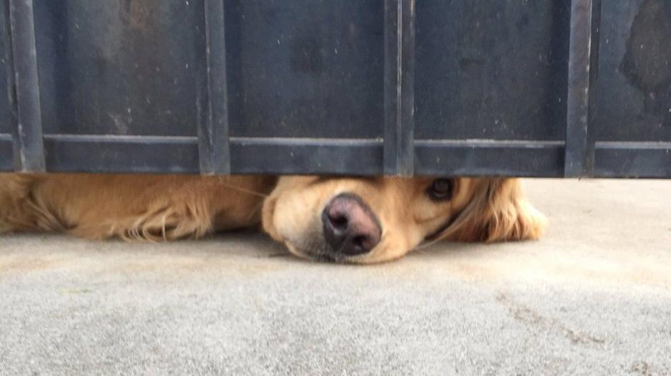 Ralph es un perro muy cariñoso y su historia es viral. (Foto: Mashable)&nbsp;