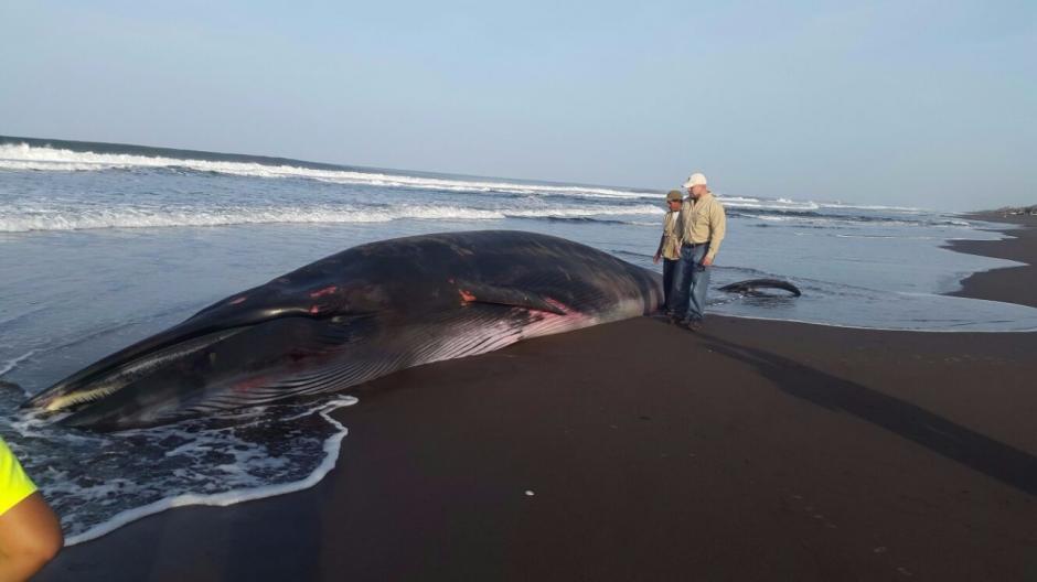 Los expertos señalan que la ballena de 12.90 metros falleció en mar abierto y fue arrastrada a las playas de Guatemala. (Foto: Conap)