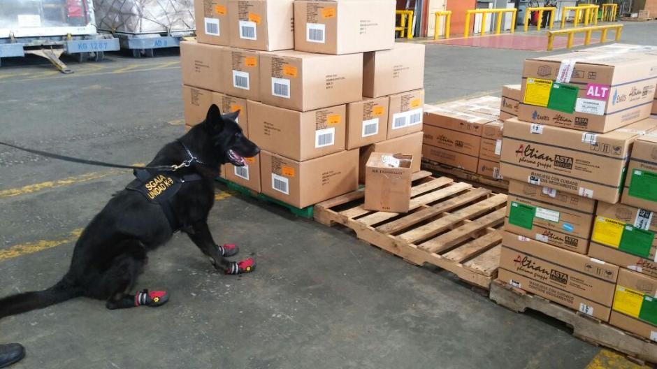 El agente canino "Nero" fue el encargado de localizar varias bolsas con droga escondidas en cajas de condimentos. (Foto: Ministerio Público)