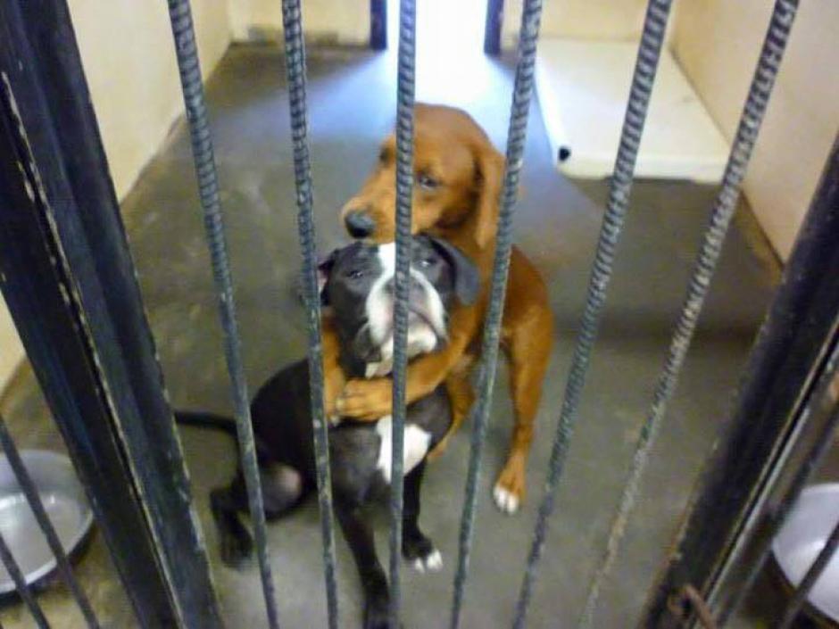 Esta conmovedora imagen logró que la pareja de canes fuera adoptada. (Foto:&nbsp;nuevodiarioweb.com)