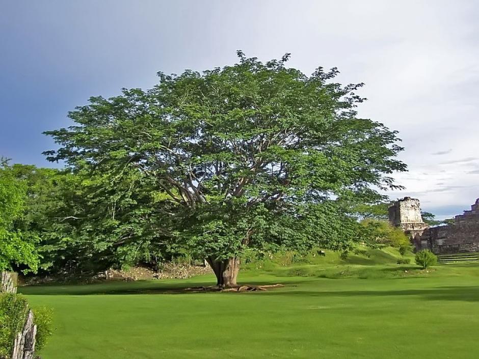 La ceiba es el máximo exponente de los árboles en Guatemala. Por ello hay que dignificar los sitios donde se encuentre. (Foto: Google)