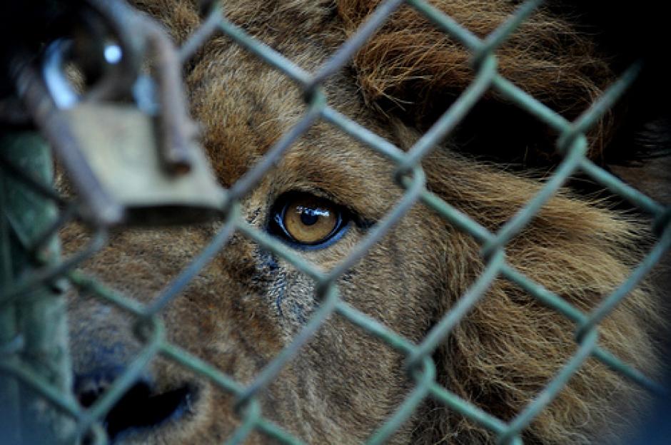 El zoológico de Montevideo, conserva en cautiverio 500 animales de 33 especies diferentes, y en sus alrededores viven en libertad otras variedades autóctonas como carpinchos, nutrias, zorros y gatos monteses.