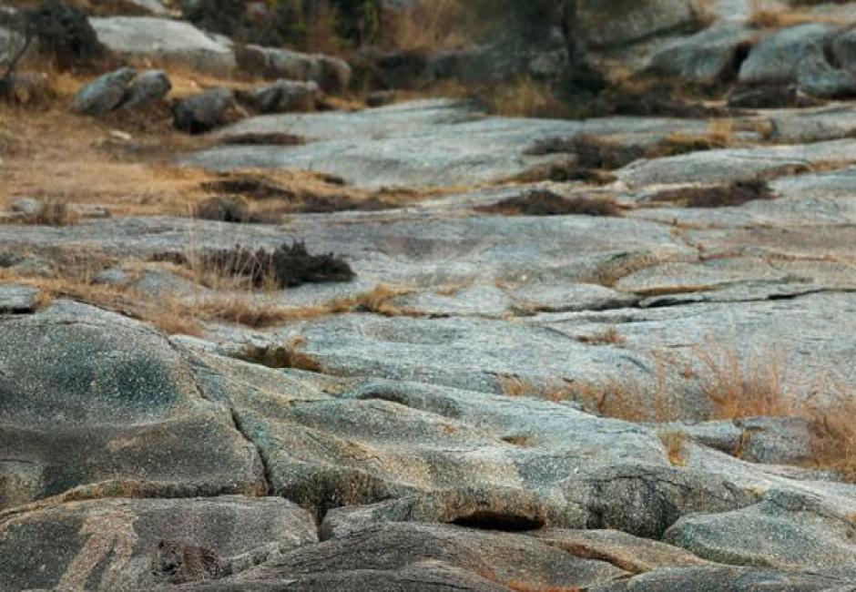 Busca al leopardo escondido en esta fotografía tomada en India. (Foto: www.infobae.com)