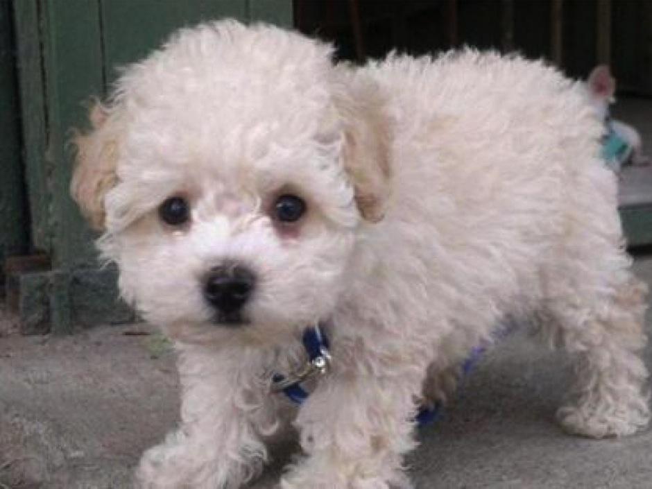 Buddy es un cachorrito retenido en el aeropuerto de Barcelona, por no tener vacunas en orden. (Foto: El Sol Argentina)&nbsp;