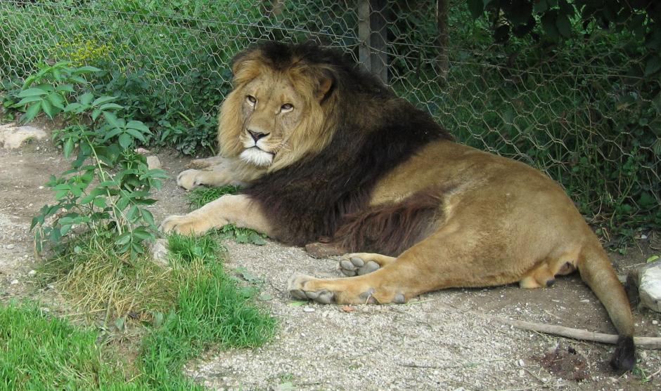 El León del Atlas en peligro de extinción se reproduce en zoológico