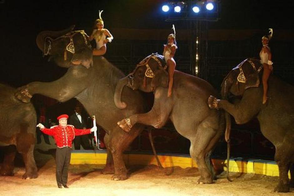 Los espectáculos circenses con animales son prohibidos ahora en la ciudad de Guatemala.