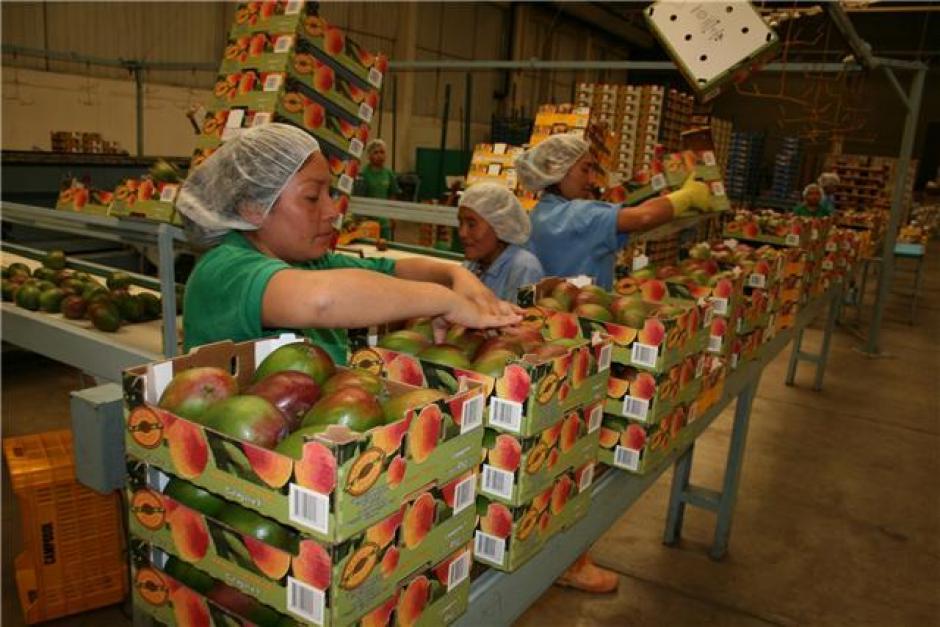 Producción De Mango En El País Disminuirá Un 20 7464