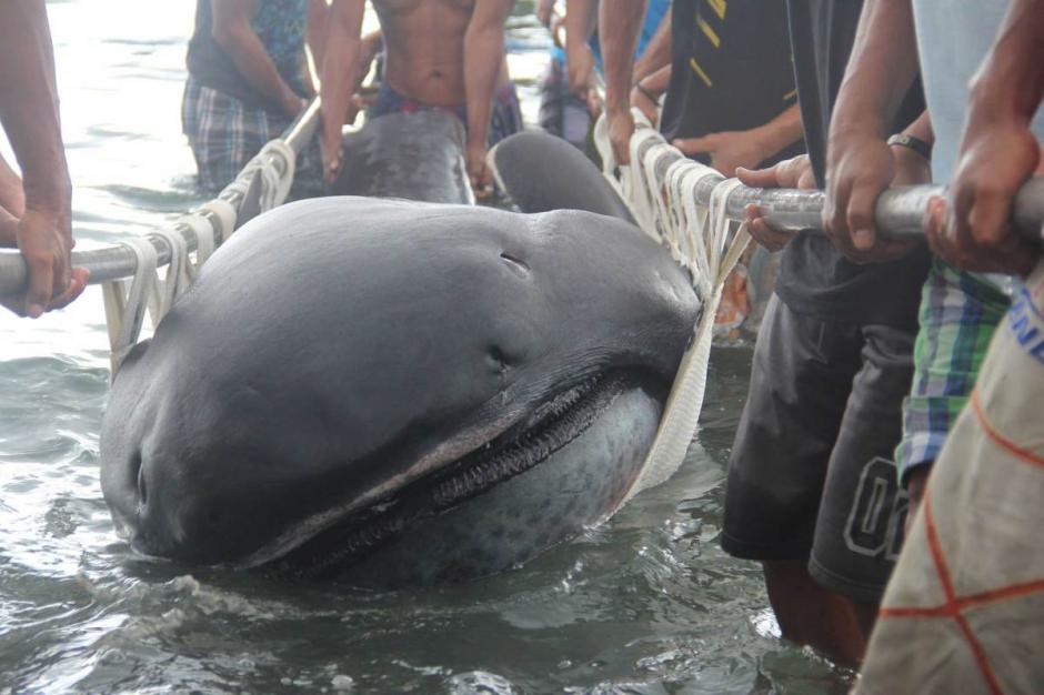 El extraño tiburón cuya anatomía se caracteriza por una enorme boca, murió por causas desconocidas y apareció en Filipinas. Se trata de una criatura que vive en las profundidades del mar y había sido visto por última vez hace 39 años. (Foto: Tomada de Time.com)