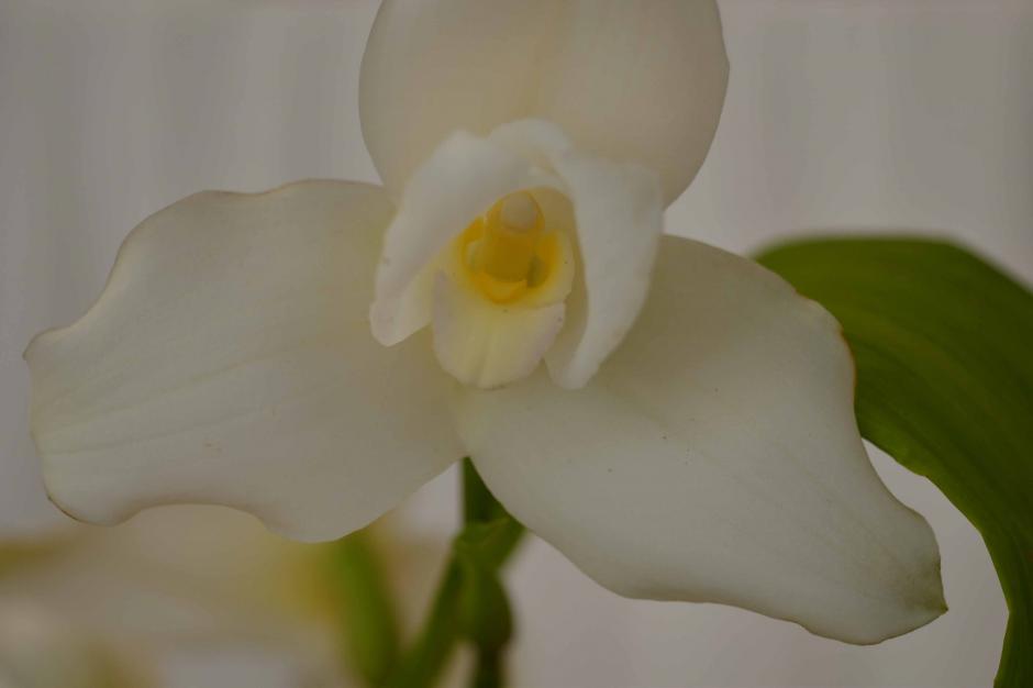 La XLI Exposición de Orquídeas que se llevará a cabo en la ciudad de Guatemala, está dedicada a la Lycaste Virginalis en forma alba, más conocida como Monja Blanca, Flor Nacional de Guatemala. (Foto: Jesús Alfonso/Soy502)&nbsp;