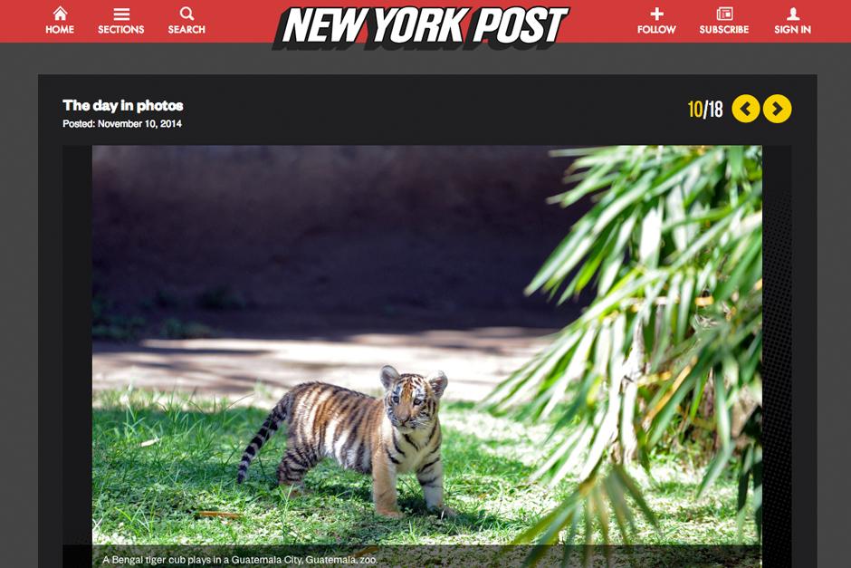 El diario New York Post habla de los tigres de bengala de Guatemala.
