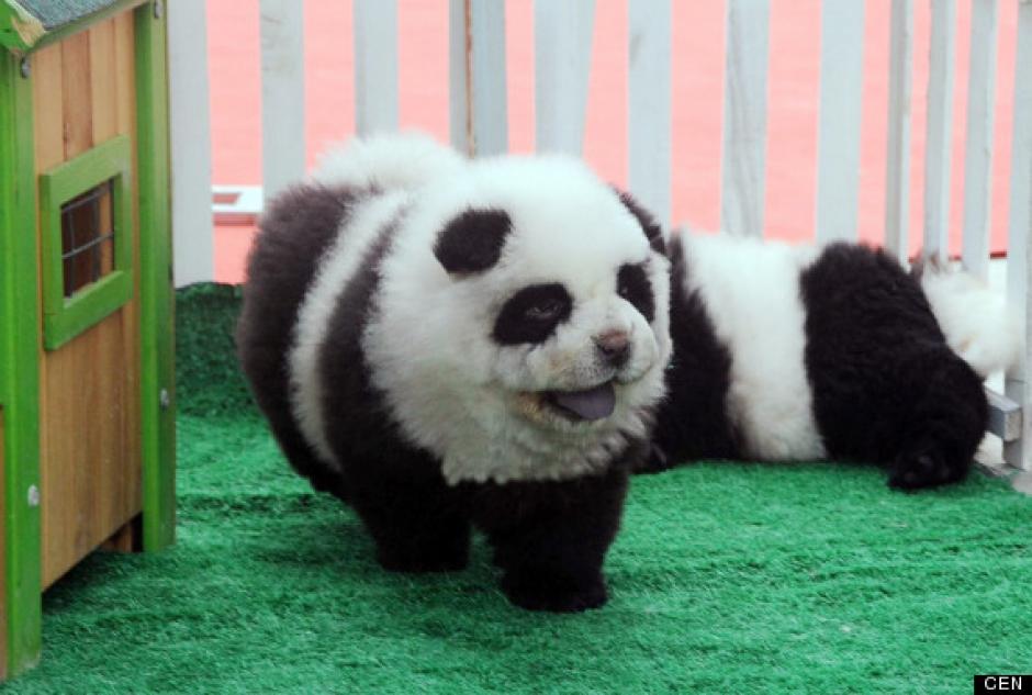"Perros Panda", la nueva moda en China.&nbsp;(Foto: Huffington Post)