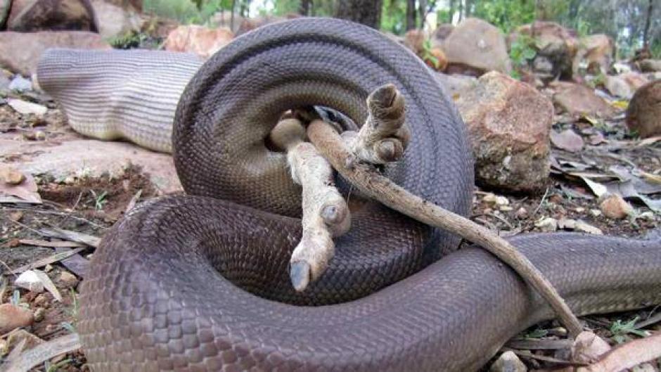 Paul O'Neill, empleado del parque nacional Nitmiluk presenció el momento en que la pitón se tragaba al canguro. (Foto: AFP)