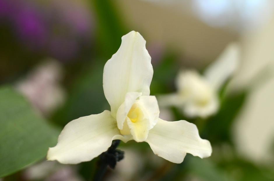 "La Monja Blanca", nuestra flor nacional, se encuentra seriamente amenazada y será la estrella de la XL Exposición Nacional de Orquídeas y sus Hábitats. (Foto: Esteban Biba/Soy502)&nbsp;
