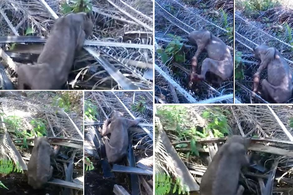 Un posible oso malayo fue captado en video y muestra las pobres condiciones de vida tras los cambios que sufre su hábitat natural en Malasia. (Foto: YouTube)