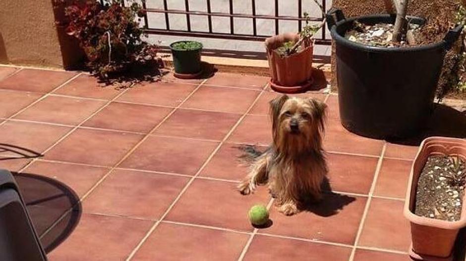 Pancho, era un perro yorkshire que vivía en el Rincón de la Victoria en Málaga, España. (Foto:&nbsp;huffingtonpost)