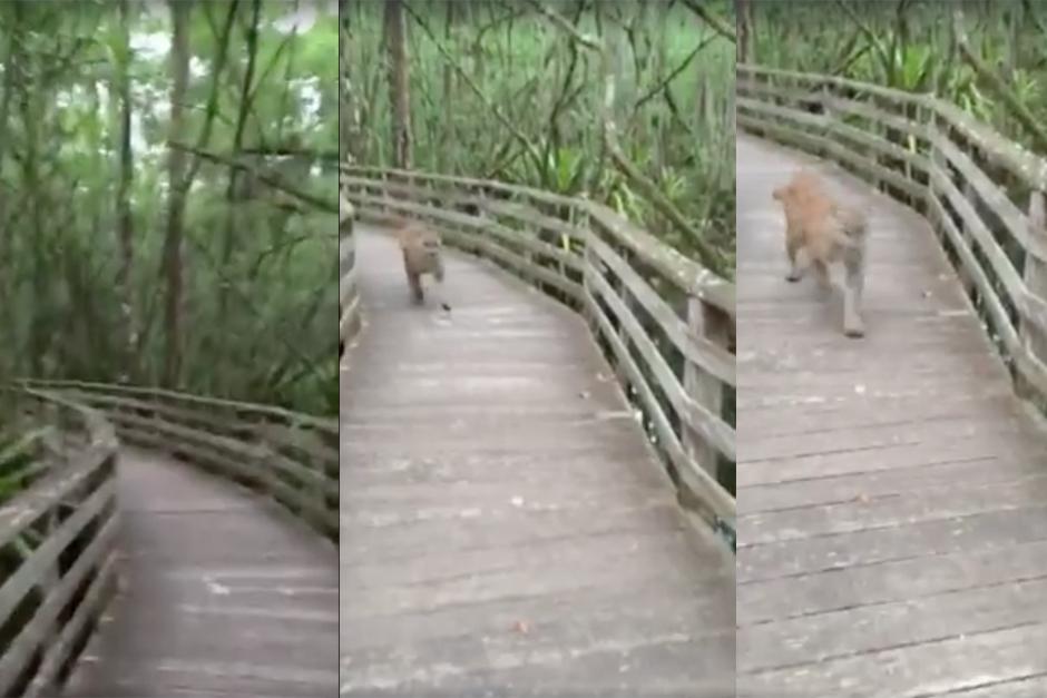 Durante una caminata una usuaria de facebook tuvo un sorpresivo encuentro. (Foto: Capturas video)