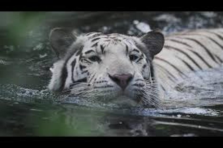 Un tigre de bengala llamado "Papo" se escapó de la Fundación Refugio Salvaje, en su huída atacó al cuidador. (Foto:&nbsp;www.elsalvador.com)