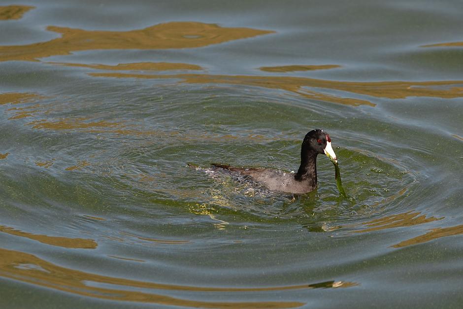 Un pato en las aguas del Lago de Amatitlán devora un alga. Hasta el momento se desconoce si la aplicación del producto afectará negativamente a la flora y fauna marina. (Foto: Wilder López/Soy502)