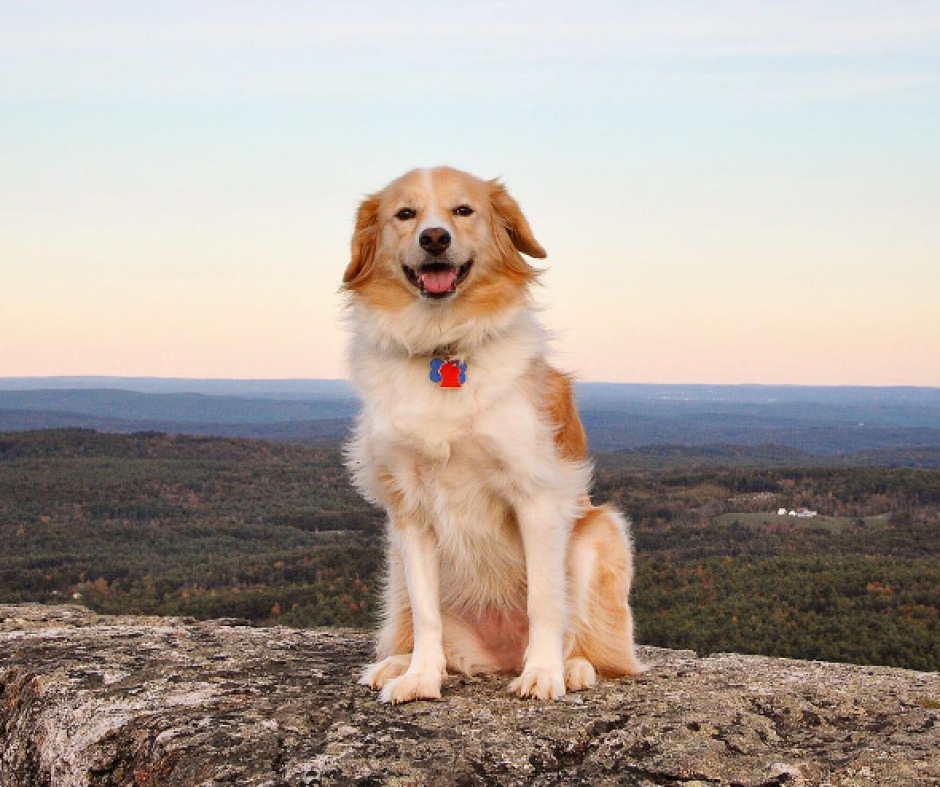 Maple es una perrita que se ha hecho famosa en redes sociales por tocar instrumentos musicales. (Foto: Instagram)